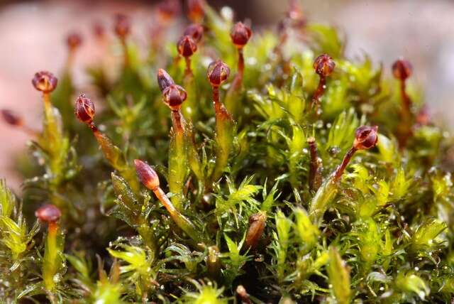 Image of Granite mosses