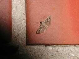 Image of Many-plume Moths