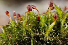 Image of Granite mosses