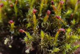 Image of Granite mosses