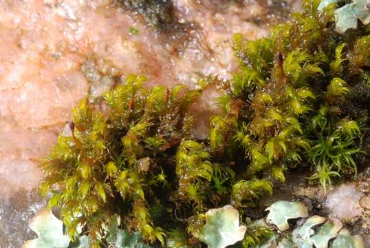 Image of Granite mosses