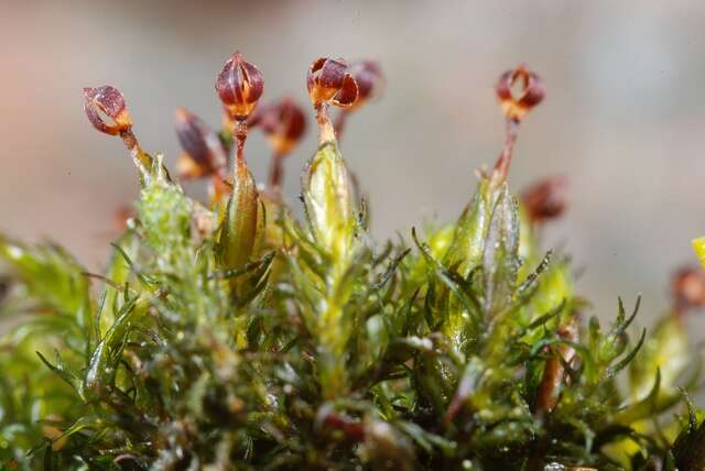 Image of Granite mosses