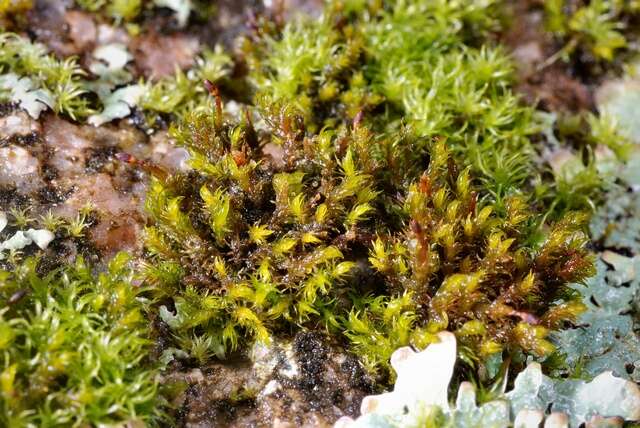 Image of Granite mosses