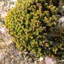 Image of andreaea moss