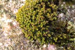 Image of Granite mosses