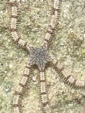 Image of Reticulated brittle star