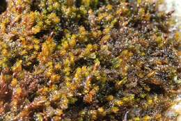 Image of Granite mosses