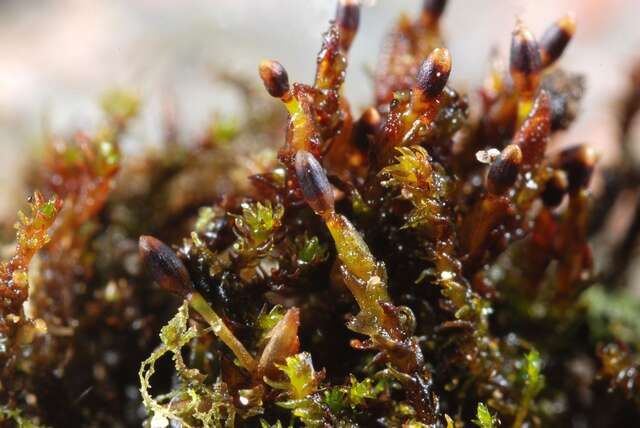 Image of Granite mosses