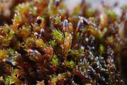 Image of Granite mosses