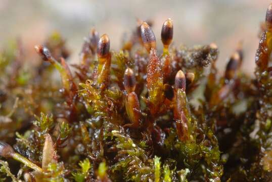 Image of Granite mosses