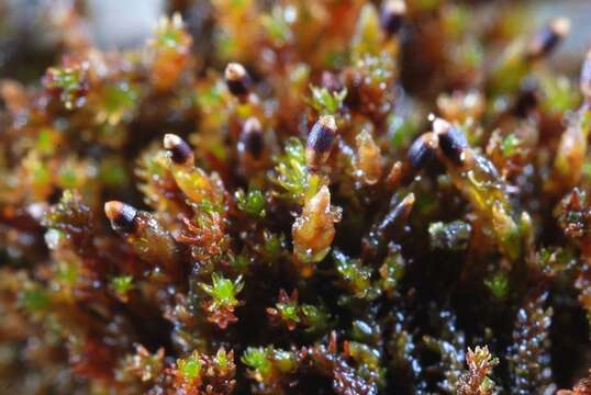 Image of Granite mosses