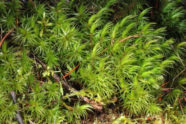 Image of dicranum moss