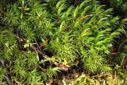 Image of dicranum moss