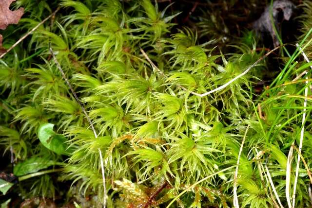 Image of dicranum moss