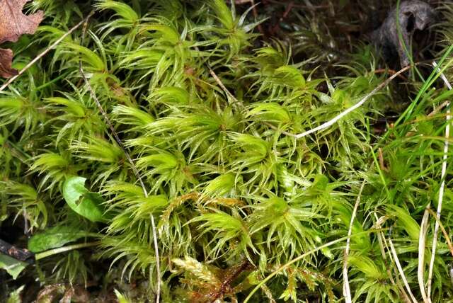 Image of dicranum moss