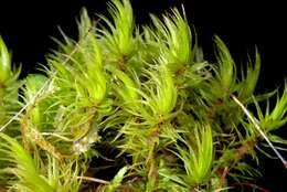 Image of dicranum moss