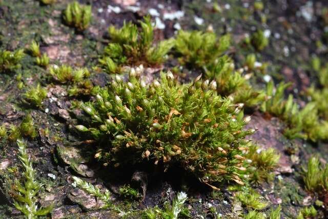 Image of orthotrichum moss