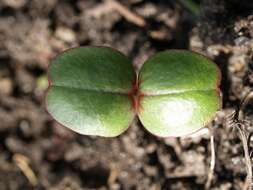 Image of Jewelweeds