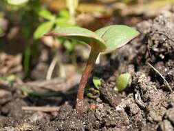 Image of Jewelweeds