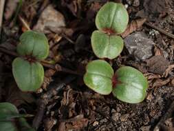 Image of Jewelweeds