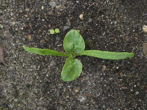 Image of spinach