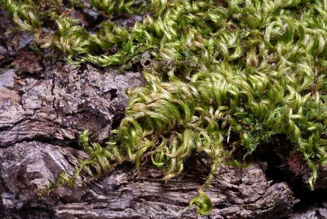 Image of homalothecium moss