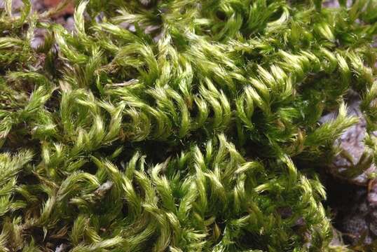 Image of homalothecium moss