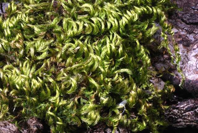 Image of homalothecium moss