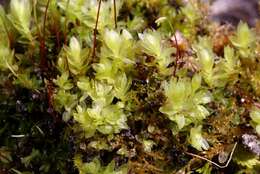 Image of mnium calcareous moss