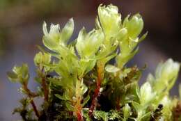 Image of mnium calcareous moss