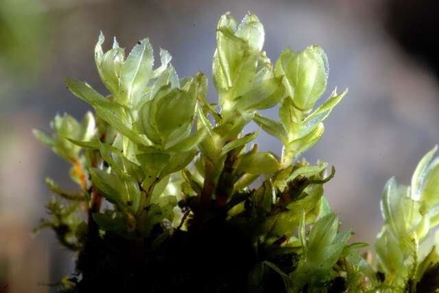 Image of mnium calcareous moss