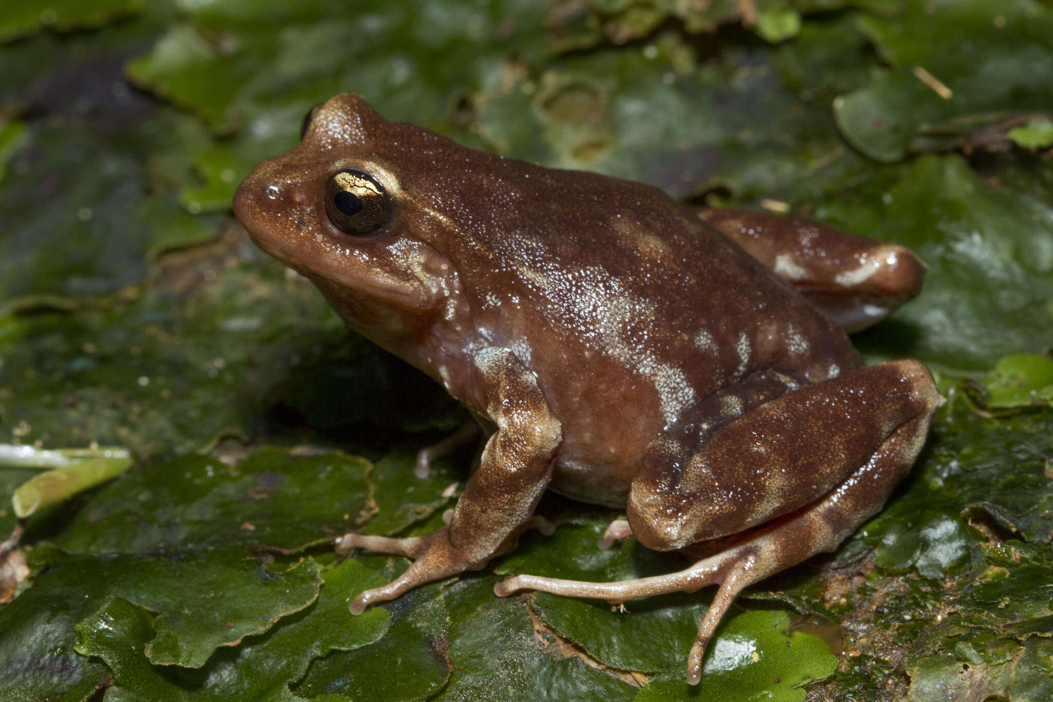 Image of Miguel's Ground Frog