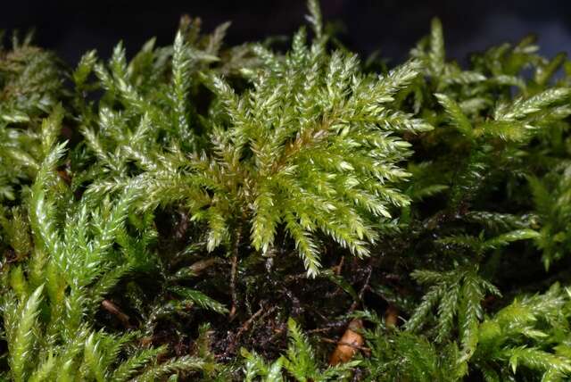 Image of thamnobryum moss