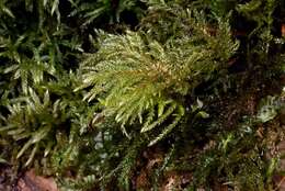 Image of thamnobryum moss