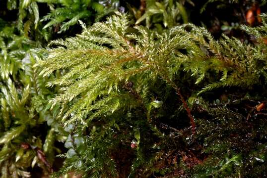 Image of thamnobryum moss