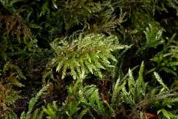 Image of thamnobryum moss