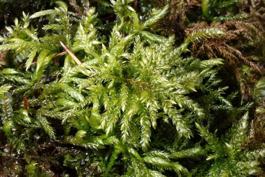 Image of thamnobryum moss