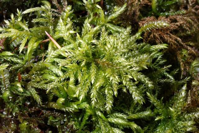 صورة Thamnobryum