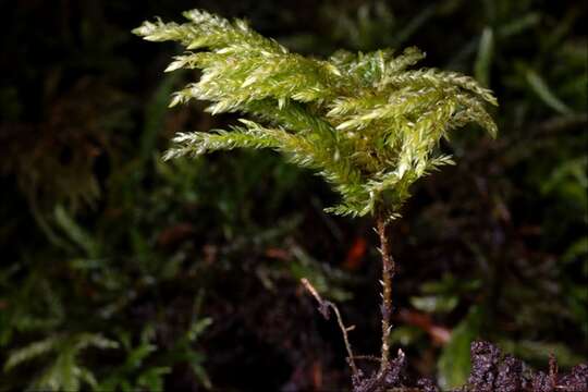 Image of thamnobryum moss