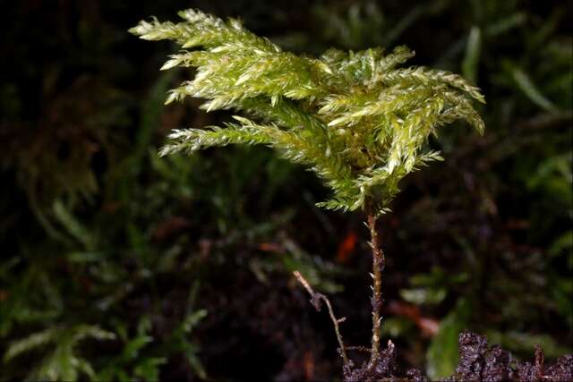 صورة Thamnobryum