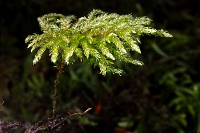 Image of thamnobryum moss