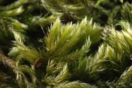 Image of isothecium moss