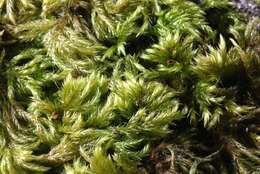 Image of isothecium moss