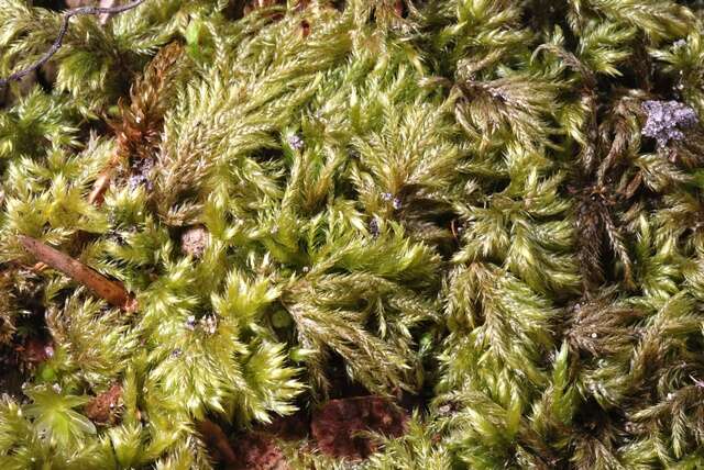 Image of isothecium moss