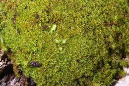 Image of zygodon moss