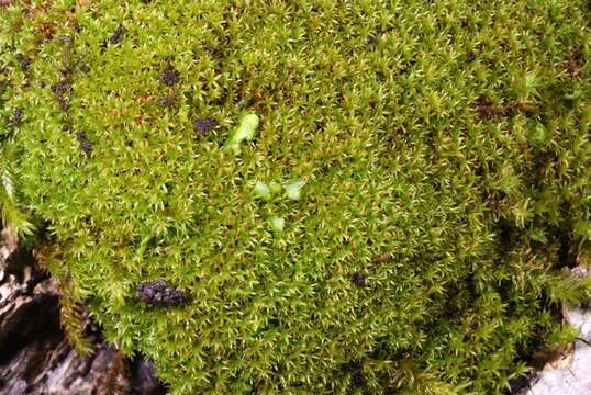 Image of zygodon moss