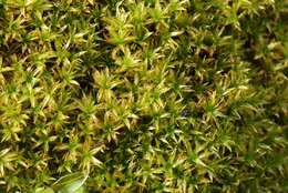 Image of zygodon moss