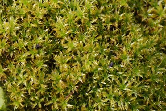 Image of zygodon moss