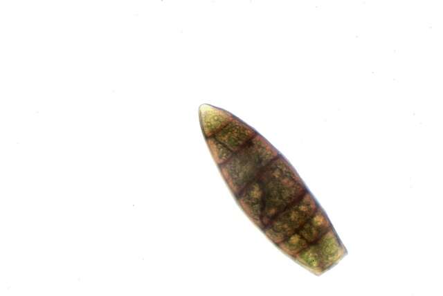 Image of zygodon moss