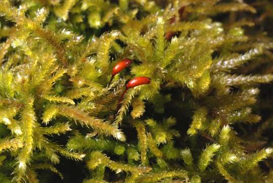 Image of eurhynchium moss